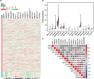 m6A RNA Methylation Regulators Act as Potential Prognostic Biomarkers in Lung Adenocarcinoma